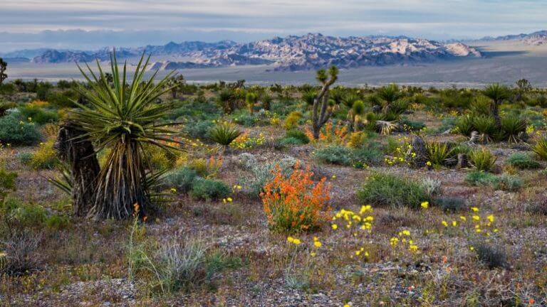 red rock canyon meadows