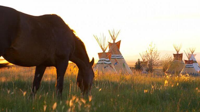 horse at mustang monument eco resort & preserve