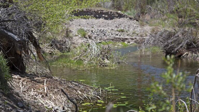 beaver dam state park pond