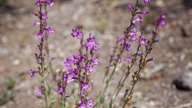 beaver dam state park plant