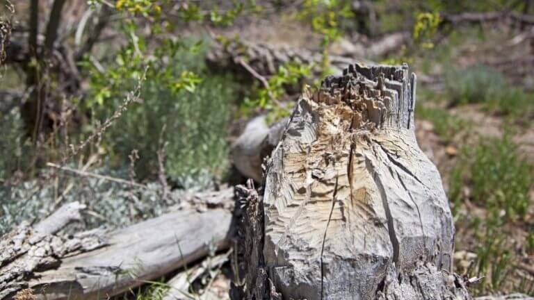 beaver dam Nevada