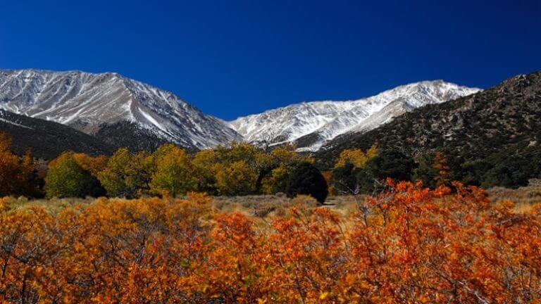 Inyo national forest during fall