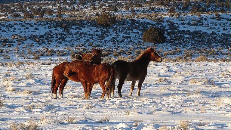 horses on Buckhorn Backcountry Byway