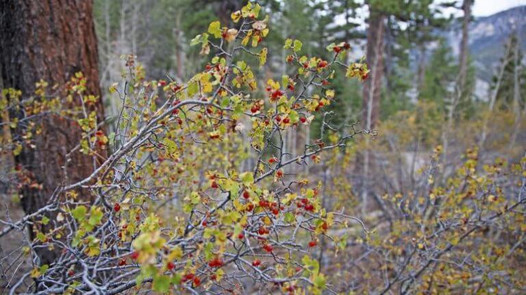 spring mountains forest