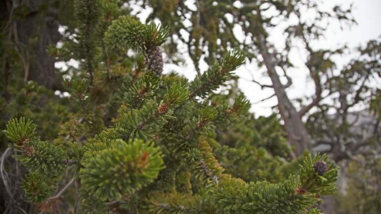 mt charleston forest