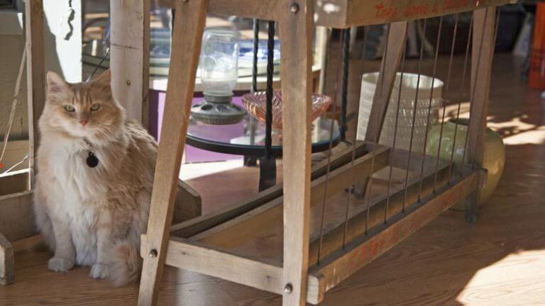 cat under an antique table