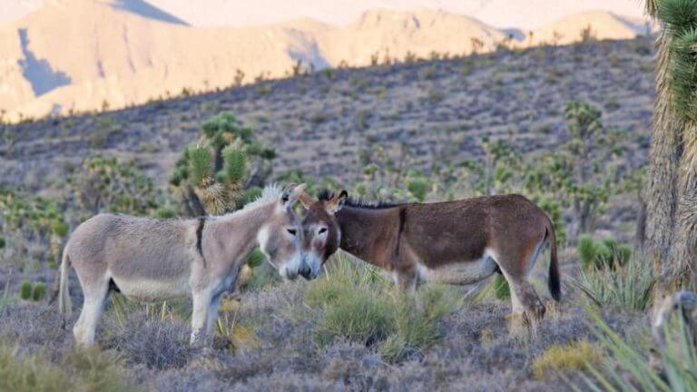 wild burros at Red Rock Canyon