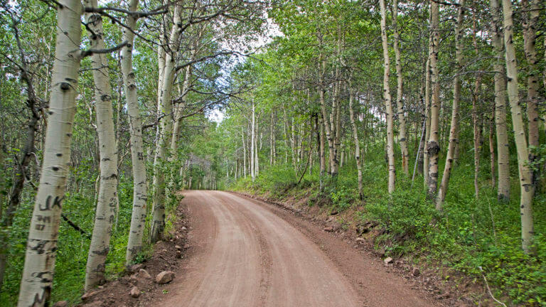 forested area with dirt road