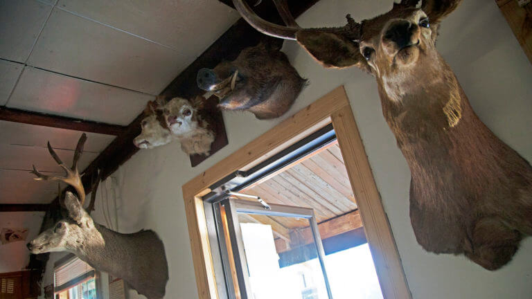 stuffed animal heads hung on a wall