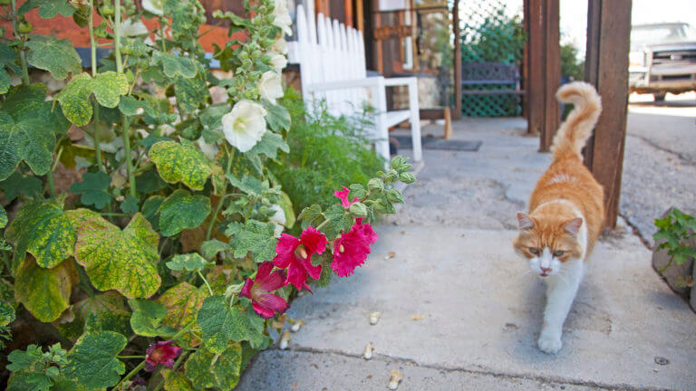 local cat prowling the flowers outside of jiggs bar