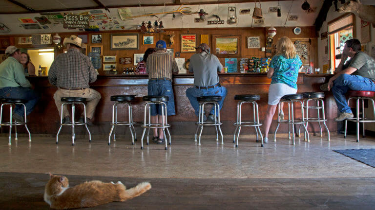 cat laying behind guests at a bar top