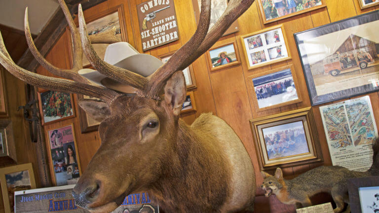 deer head with a cowboy hat on