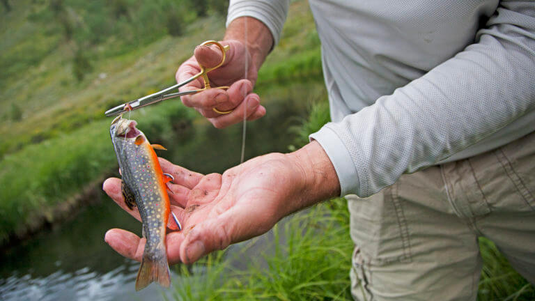 fishing in lamoille canyon & ruby mountains