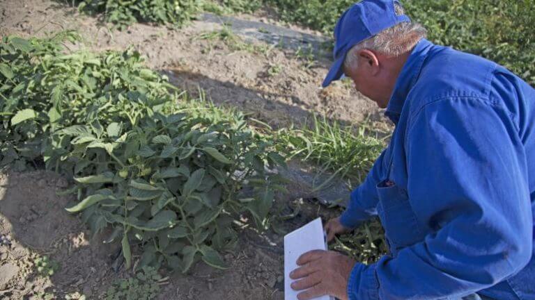 farmer picking vegetables