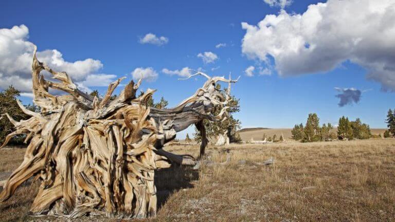 fallen tree at mountain moriah