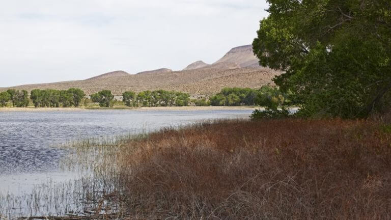 pahranagat lakeshore