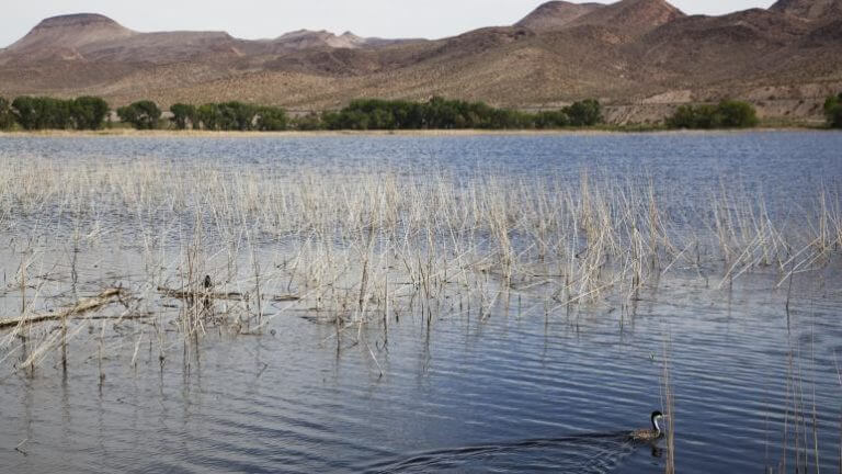 pahranagat lake