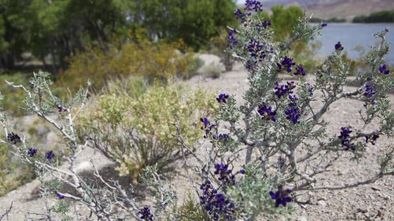 plant life at pahranagat wildlife refuge