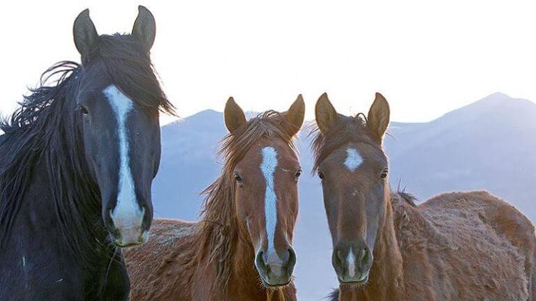 wild horses at mustang monument eco resort & preserve