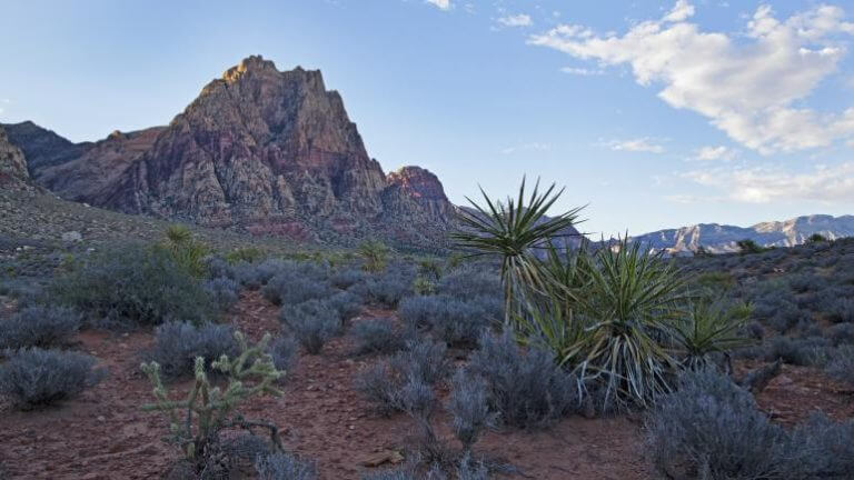 Desert landscape