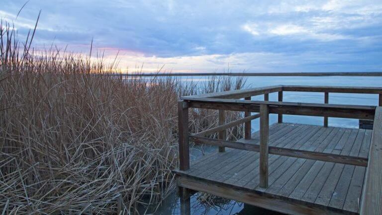 western hemispheric shorebird reserve