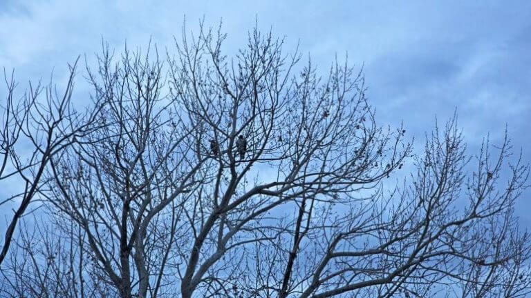 trees in fallon nevada