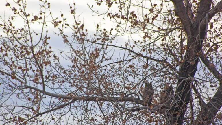 fallon nevada birds