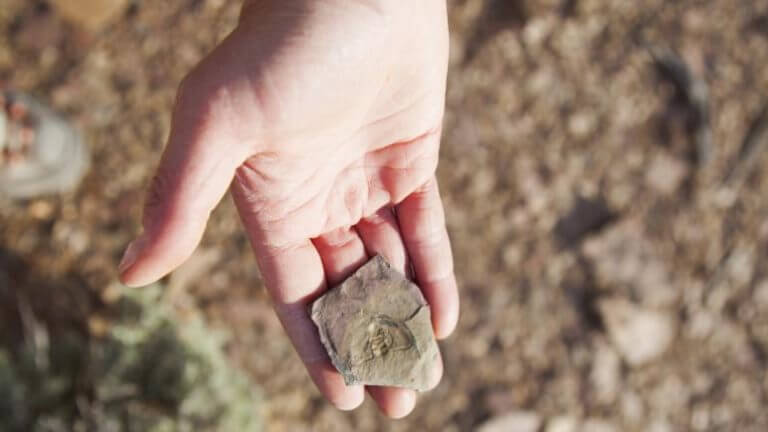 rock in hand at oak springs trilobite area