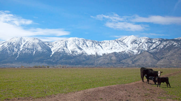 cows near dangberg home ranch