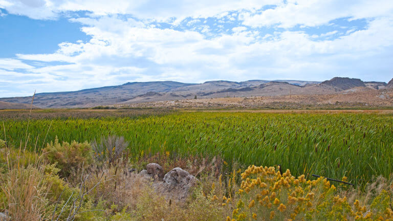 Royal Peacock Opal Mine | Opal Mining Nevada