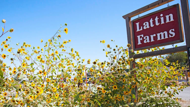 lattin farms