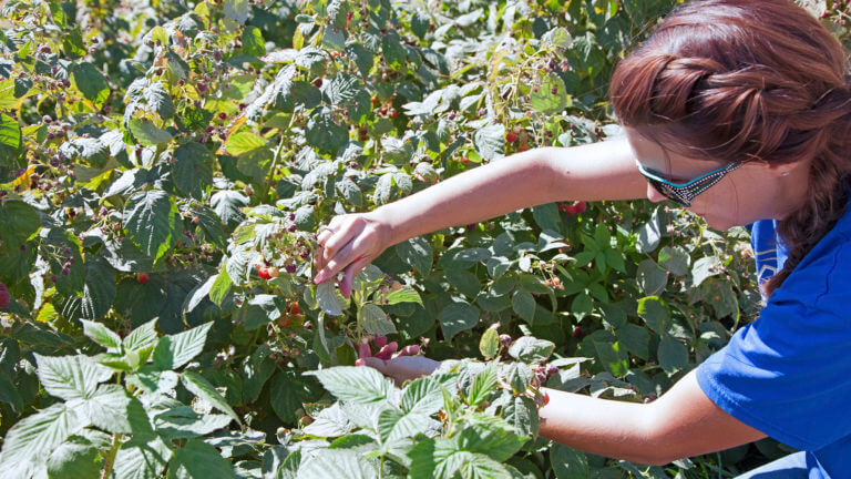 picking fruit