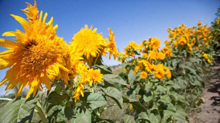 flowers on lattin farms