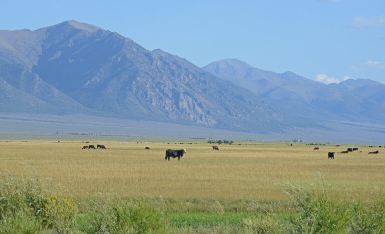 cows at Paradise Ranch Castle