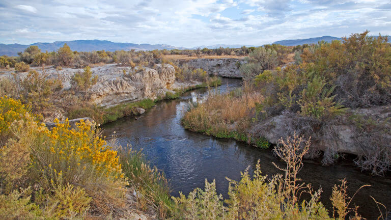 sage grouse near the river