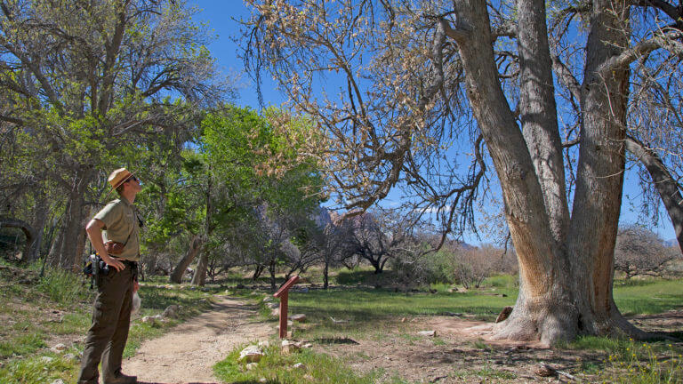 Spring Mountain Las Vegas area trails