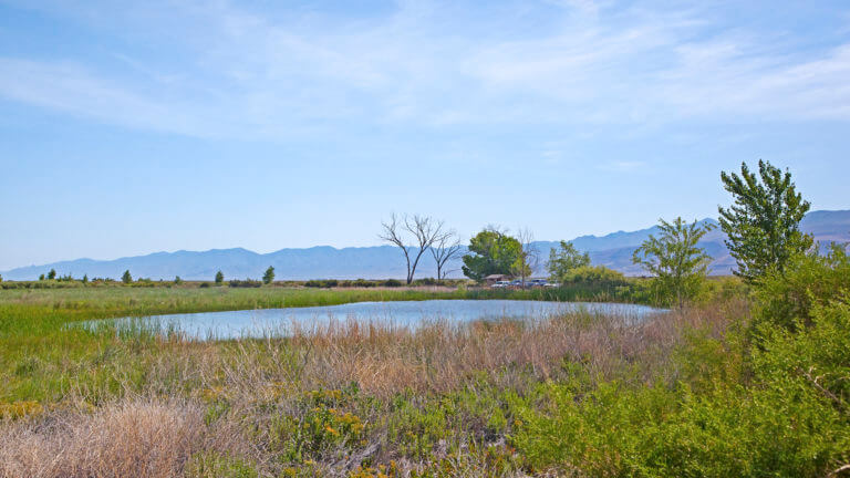 hunting seasons in nevada