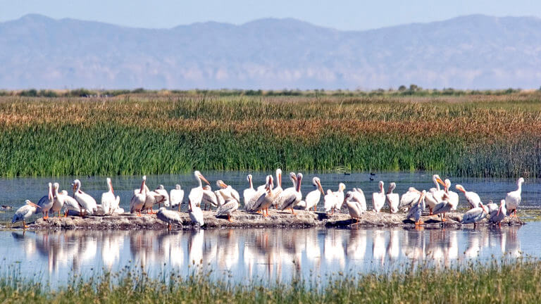 american white pelicans in stillwater nevada