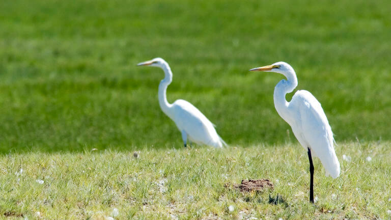 american white pelicans