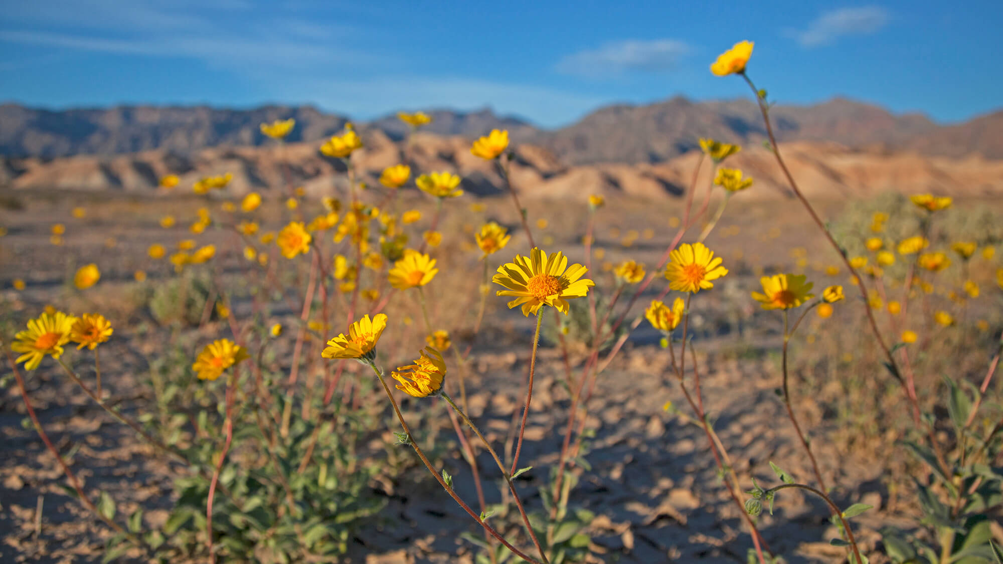 Death Valley National Park Death Valley Nevada