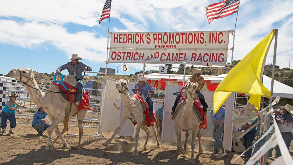 International Camel & Ostrich Races