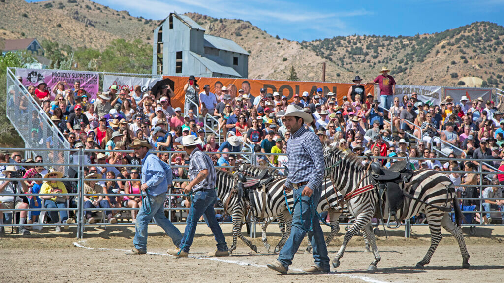 International Camel & Ostrich Races