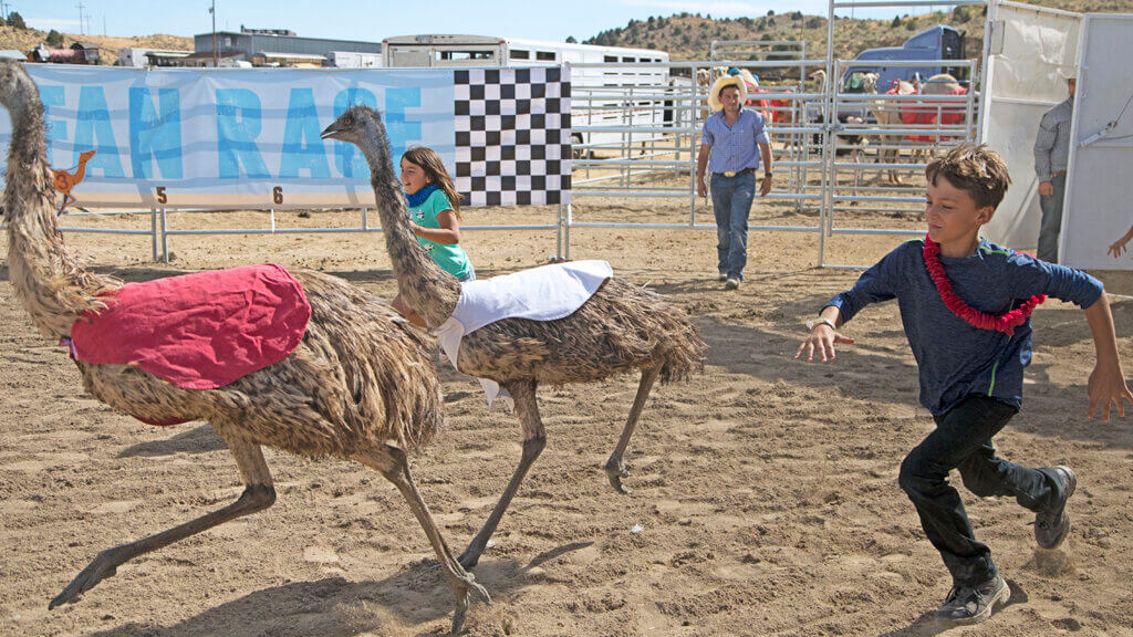 International Camel & Ostrich Races