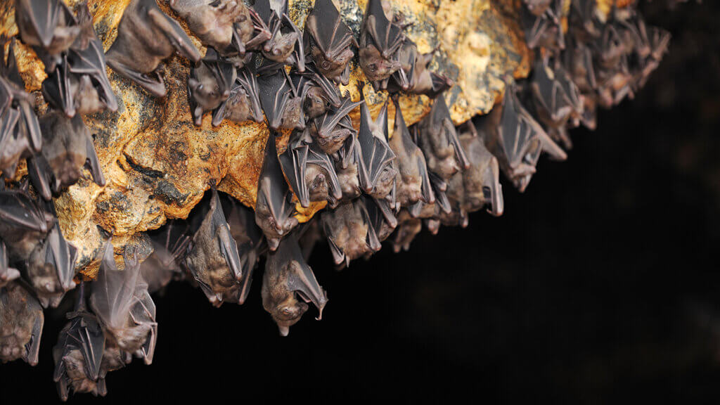 great basin bioblitz, great basin national park