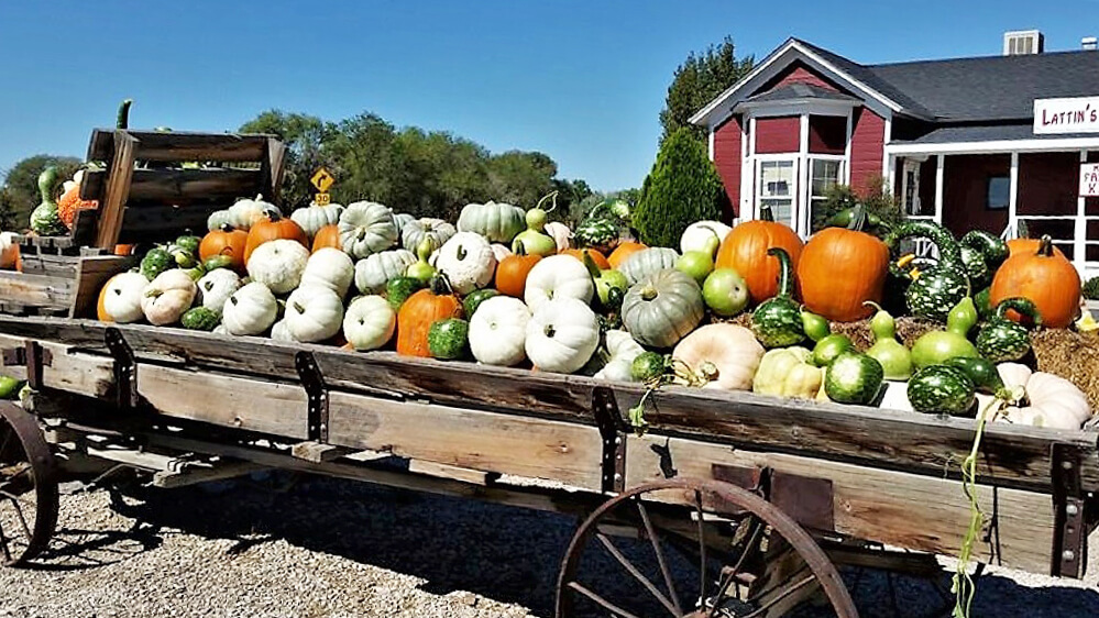 Lattin Farms Fall Festival