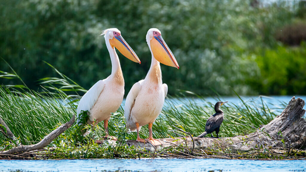 spring wings bird festival, world migratory bird day, fallon nv