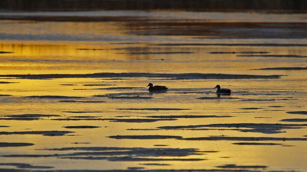 Spring Wings Bird Festival