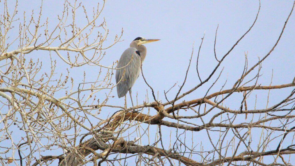 Spring Wings Bird Festival