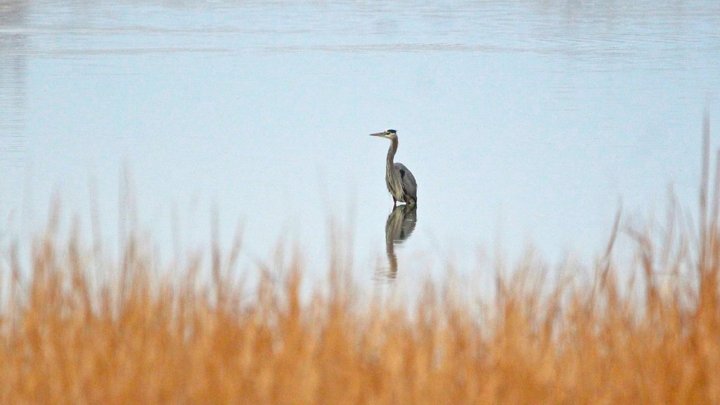 Spring Wings Bird Festival