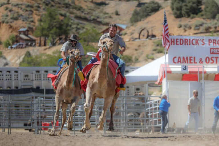 International Camel & Ostrich Races